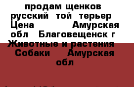 продам щенков  русский  той  терьер › Цена ­ 8 000 - Амурская обл., Благовещенск г. Животные и растения » Собаки   . Амурская обл.